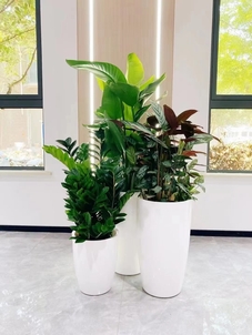 宁波盆景出租哪家强？这份精选推荐请查收！